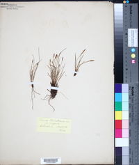 Carex davalliana image