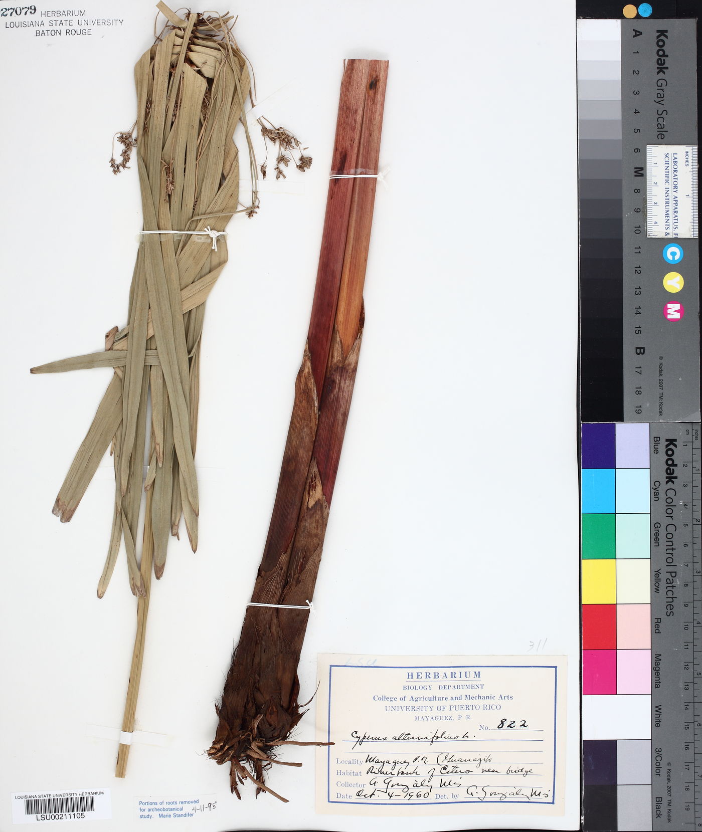 Cyperus alternifolius image