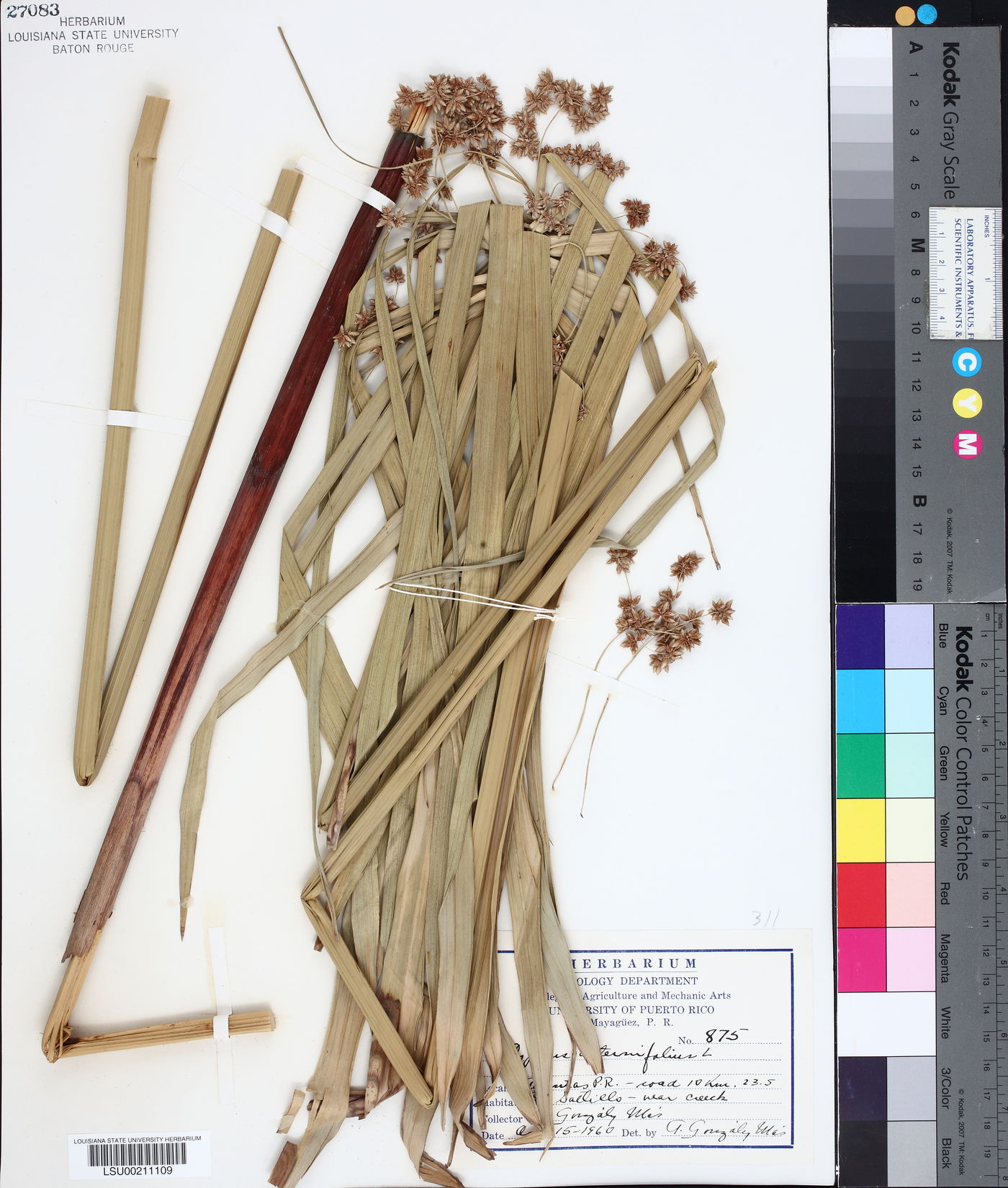 Cyperus alternifolius image
