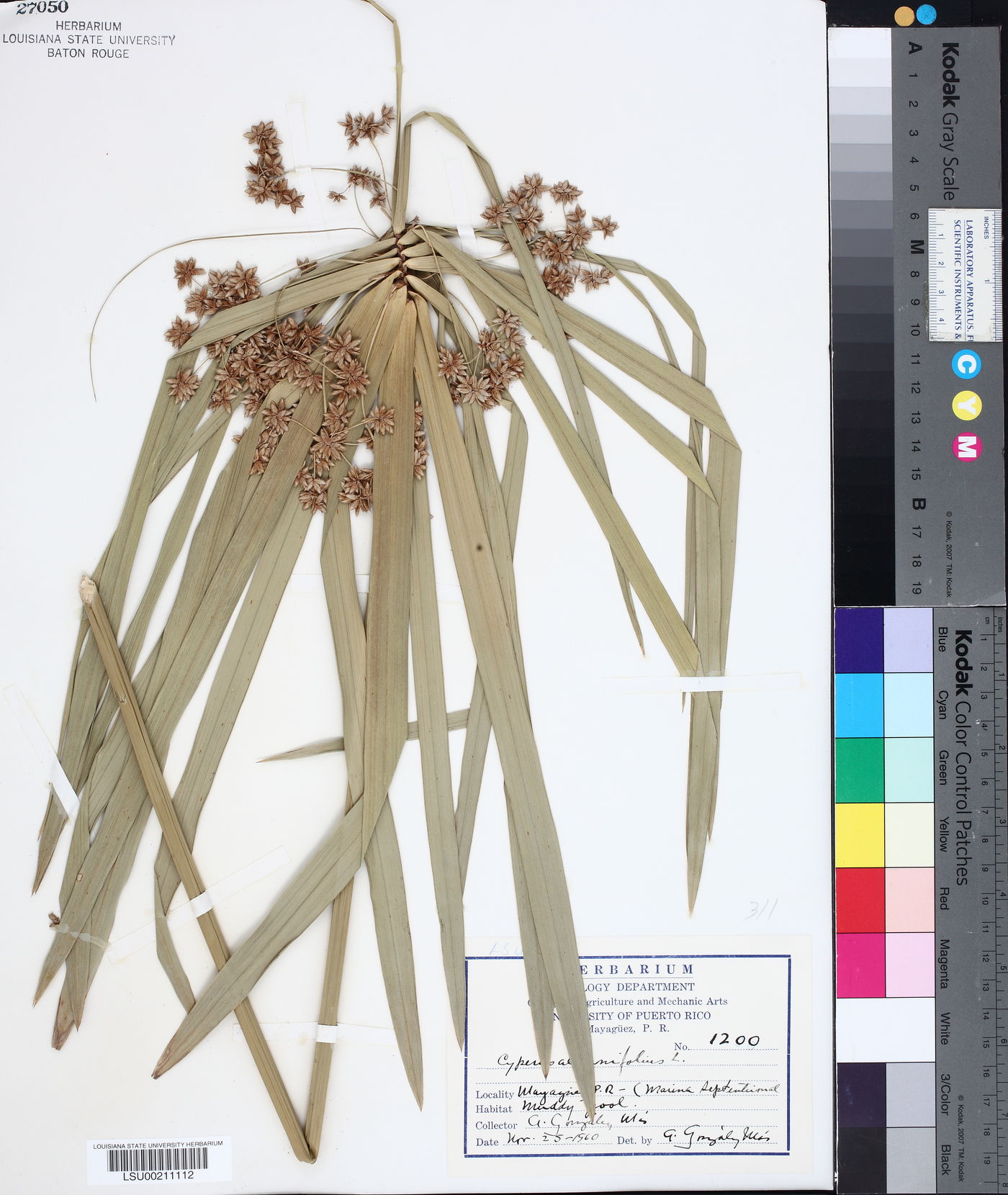 Cyperus alternifolius image