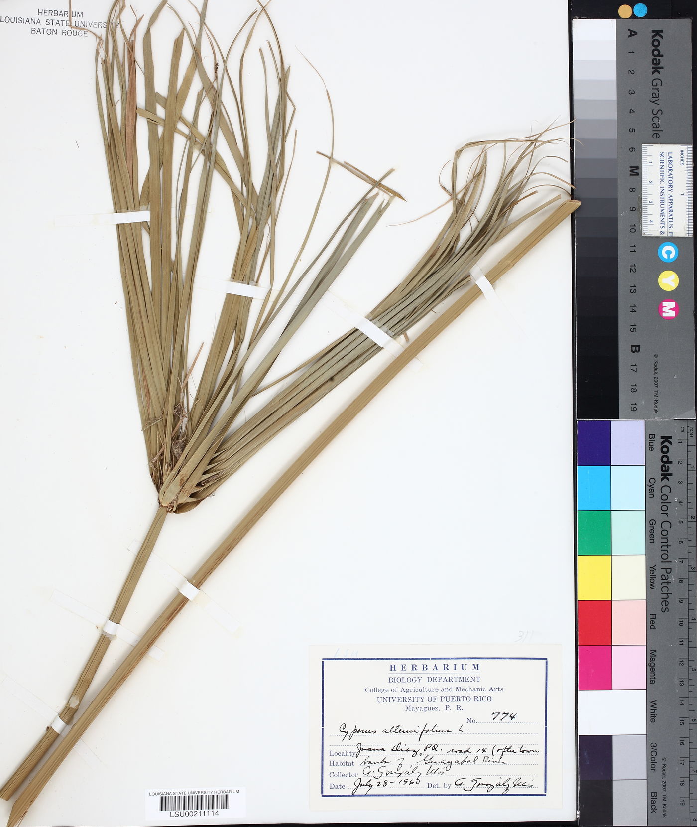 Cyperus alternifolius image
