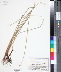 Cyperus articulatus image