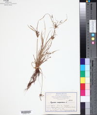 Cyperus compressus image