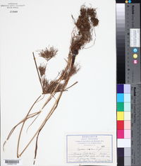 Cyperus distans image