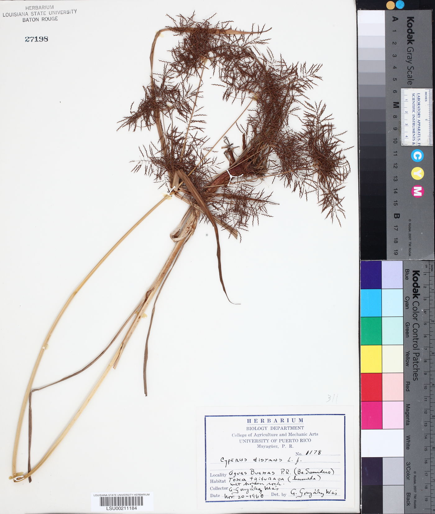 Cyperus distans image