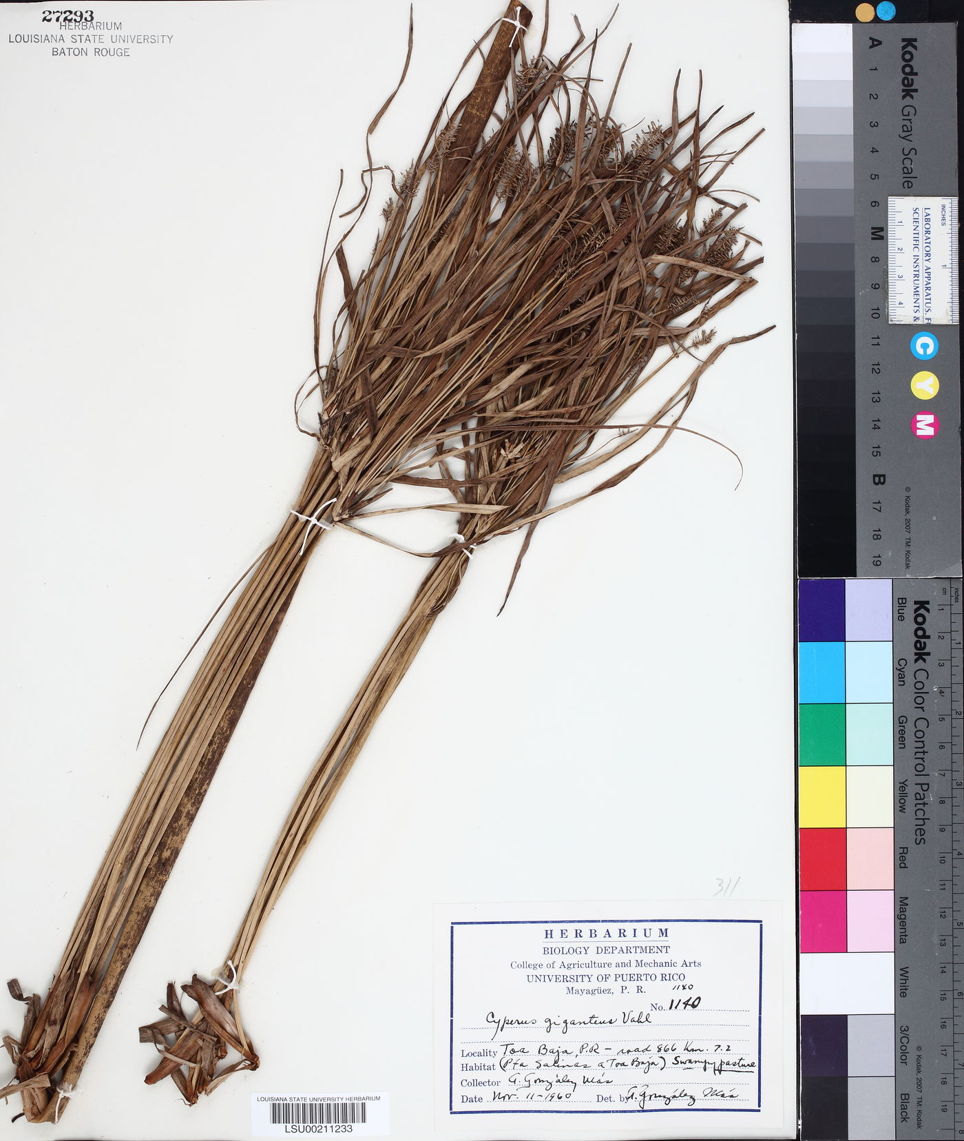 Cyperus giganteus image