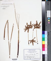 Cyperus imbricatus image