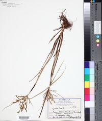 Cyperus iria image