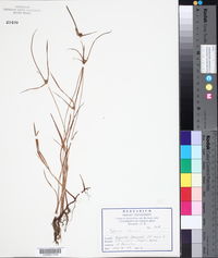 Cyperus obtusatus image