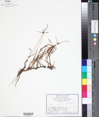 Cyperus obtusatus image