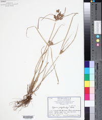 Cyperus polystachyos image