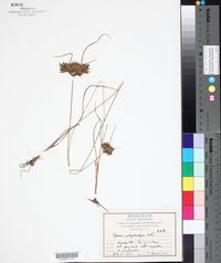 Cyperus polystachyos image