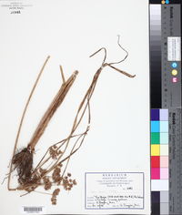 Cyperus surinamensis image