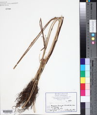 Cyperus surinamensis image