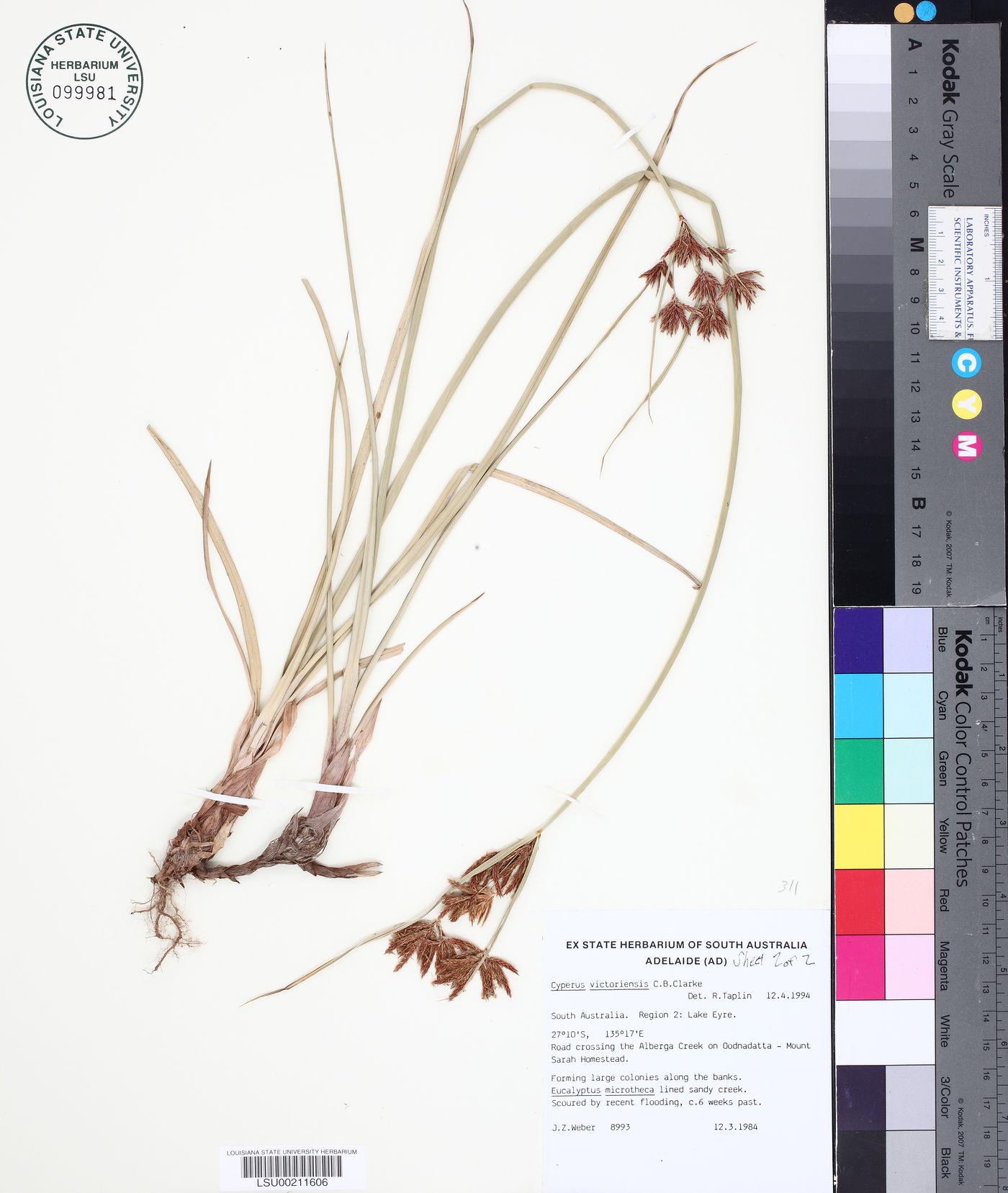 Cyperus victoriensis image