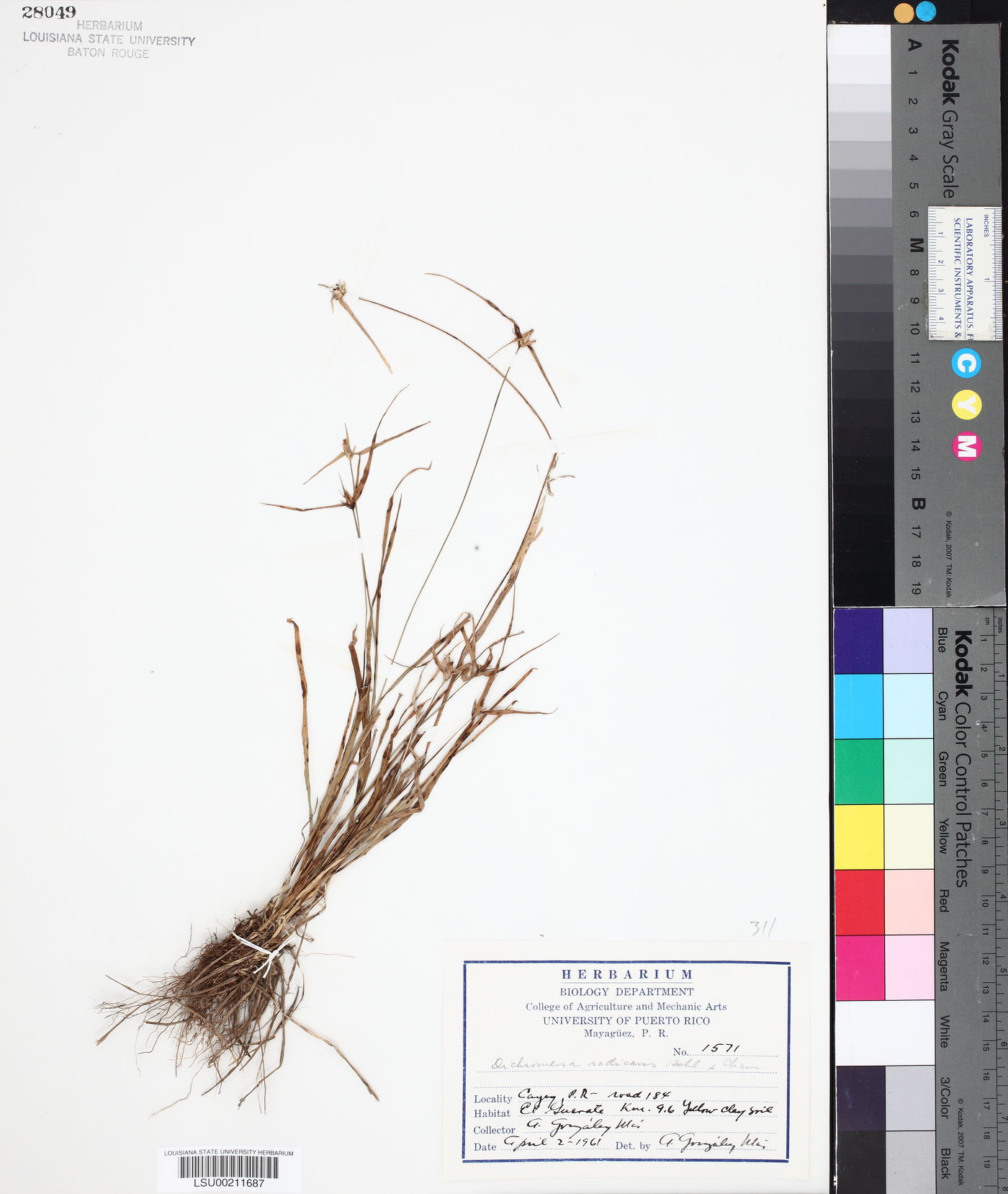 Dichromena radicans image