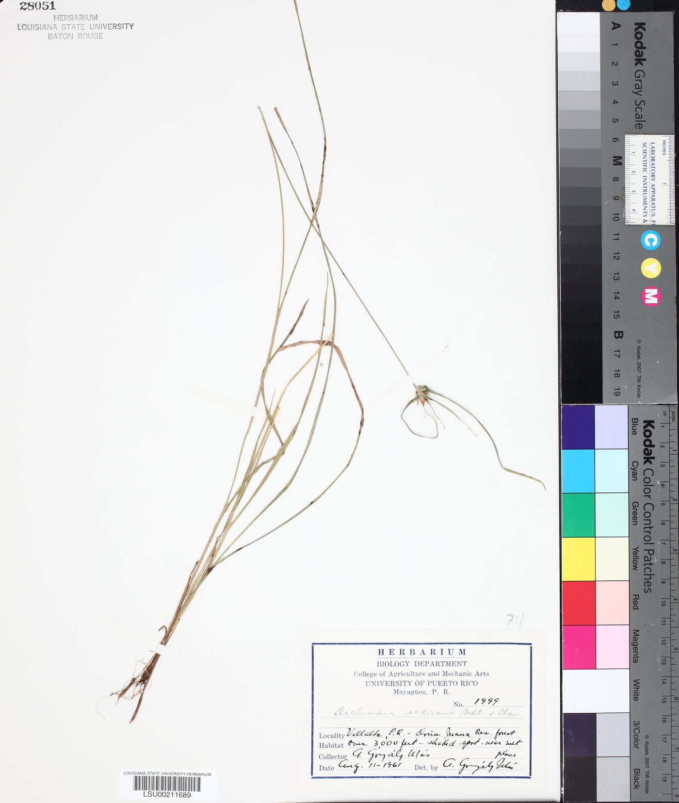 Dichromena radicans image
