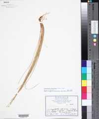 Eleocharis flavescens image