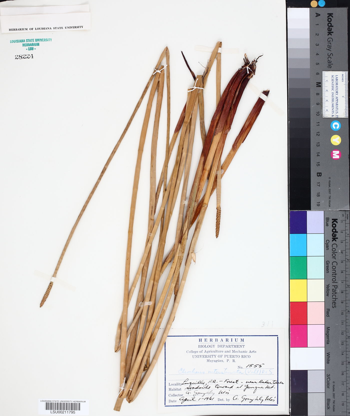 Eleocharis interstincta image