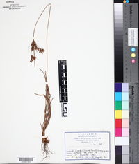 Fimbristylis annua image