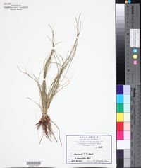 Fimbristylis annua image