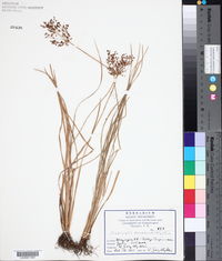 Fimbristylis complanata image