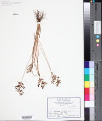 Fimbristylis complanata image