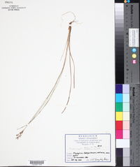 Fimbristylis dichotoma image