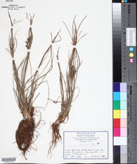 Fimbristylis dichotoma image