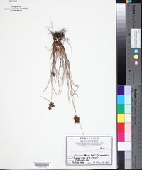 Fimbristylis dichotoma image