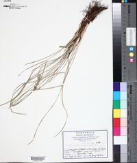 Fimbristylis dichotoma image