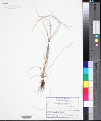 Fimbristylis dichotoma image