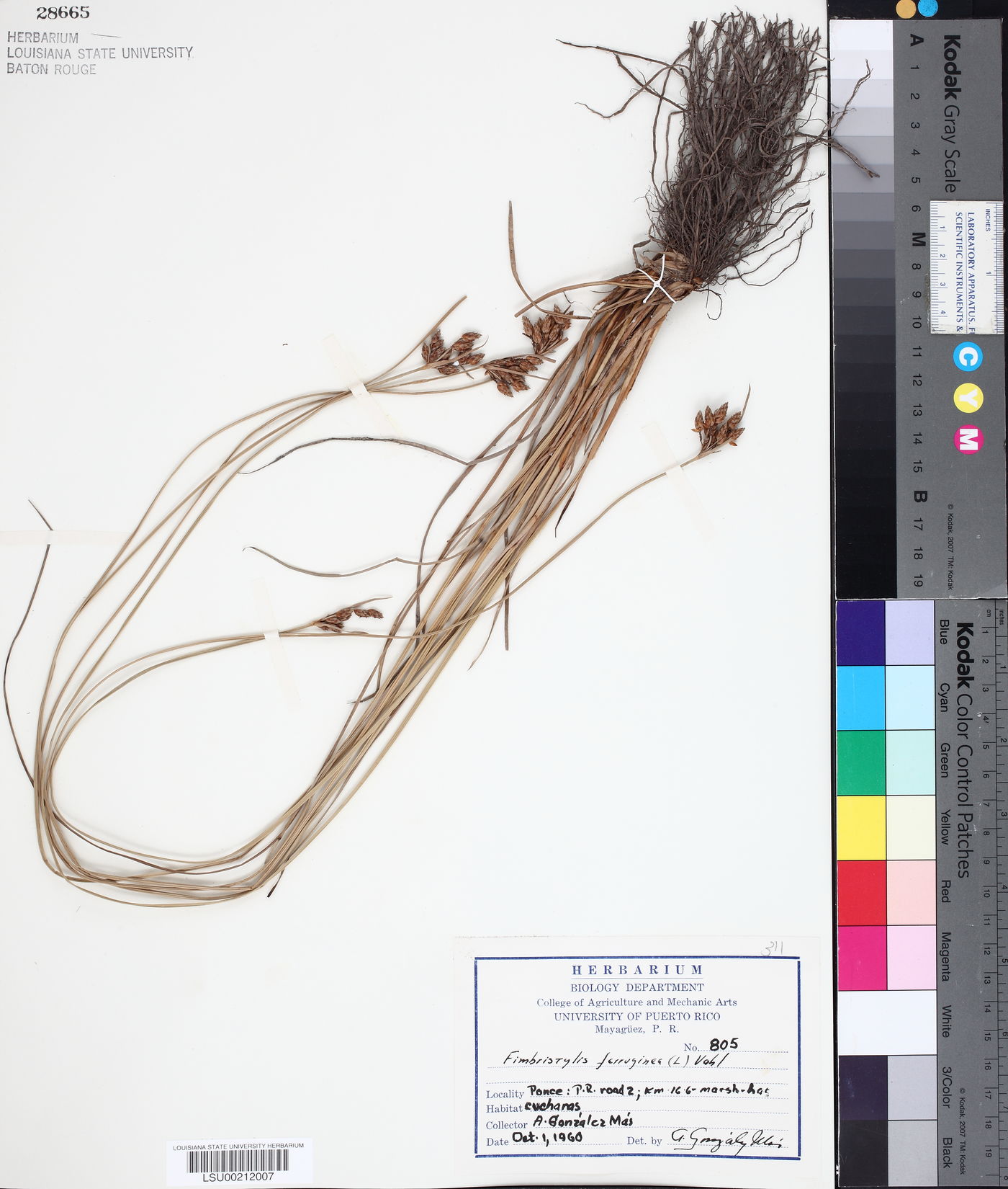 Fimbristylis ferruginea image