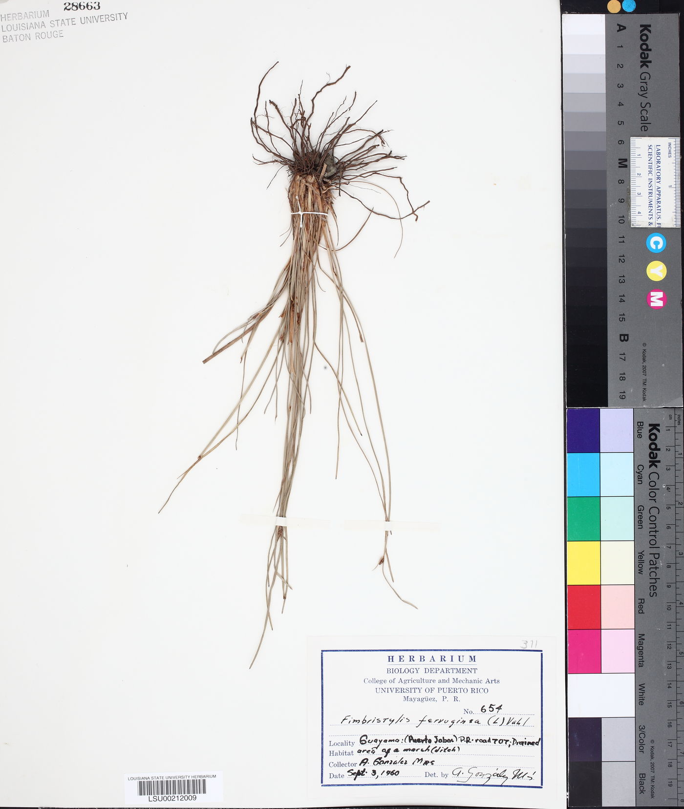 Fimbristylis ferruginea image