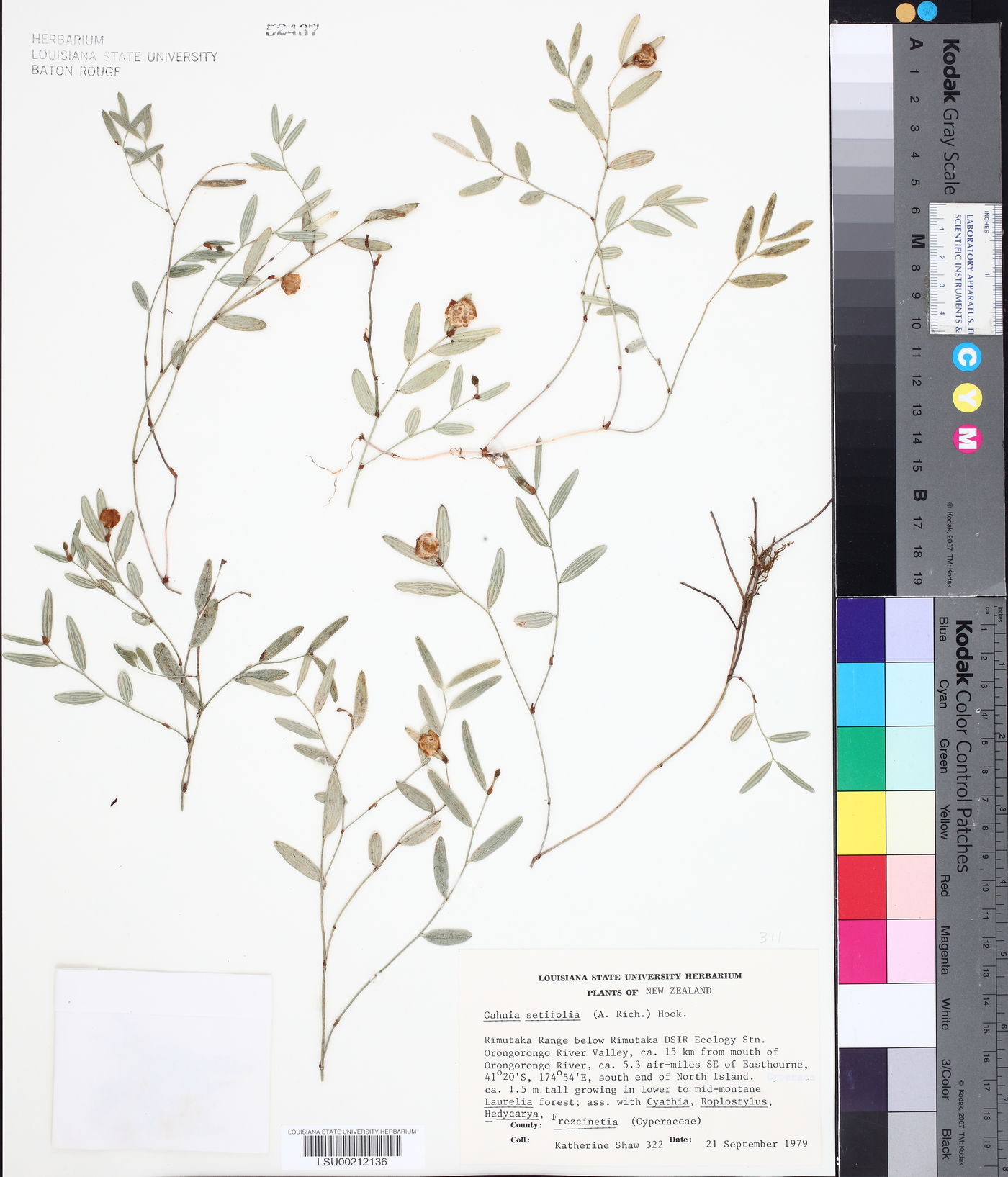 Gahnia setifolia image