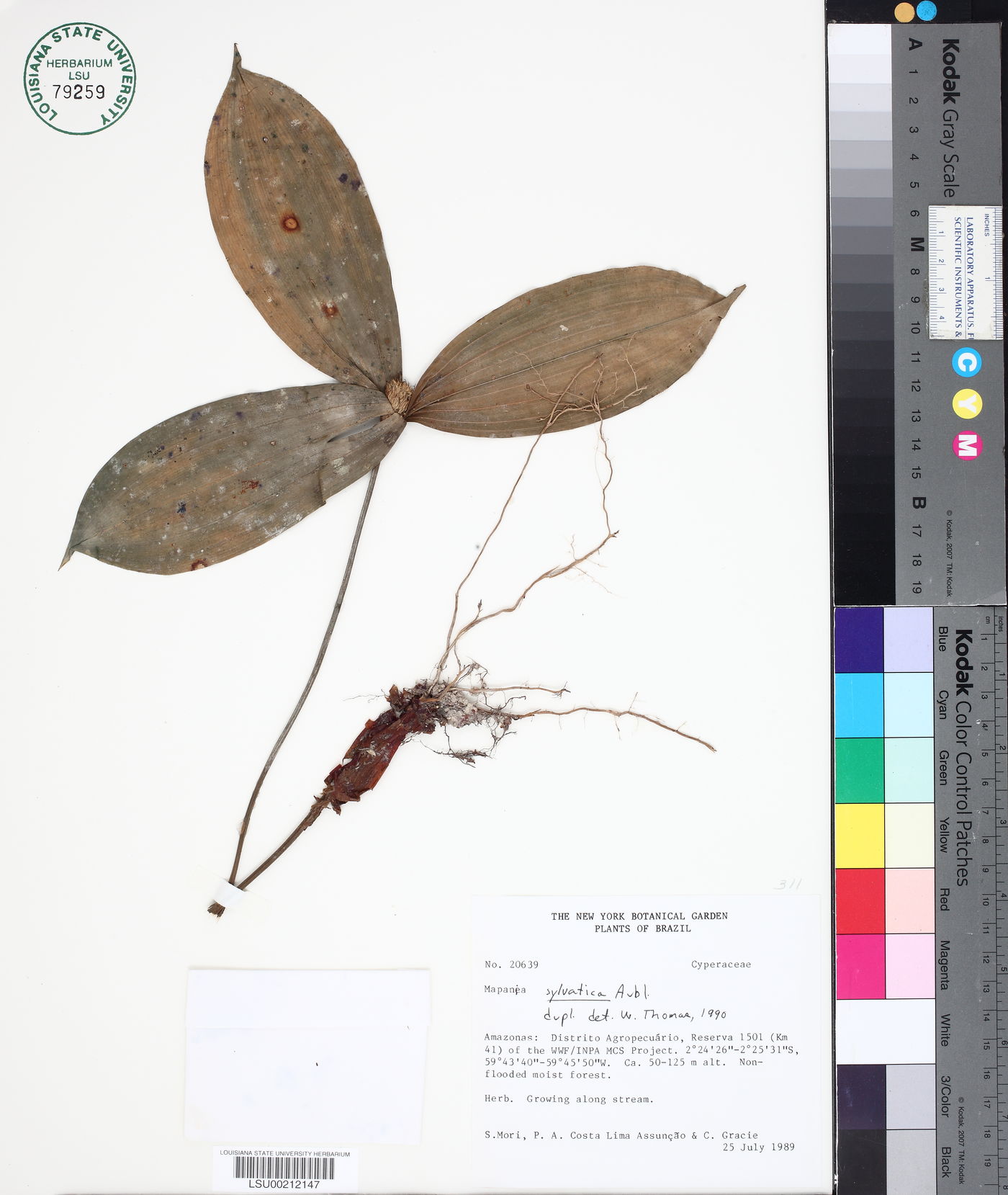 Mapania sylvatica image