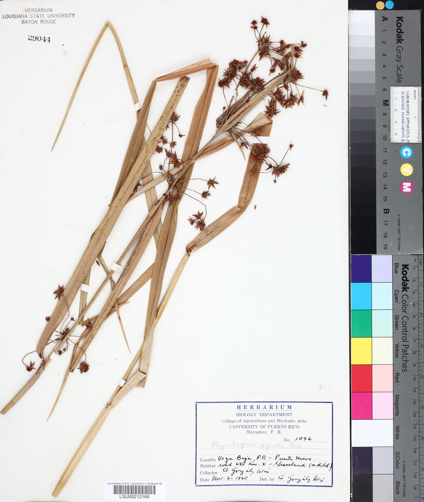 Rhynchospora gigantea image
