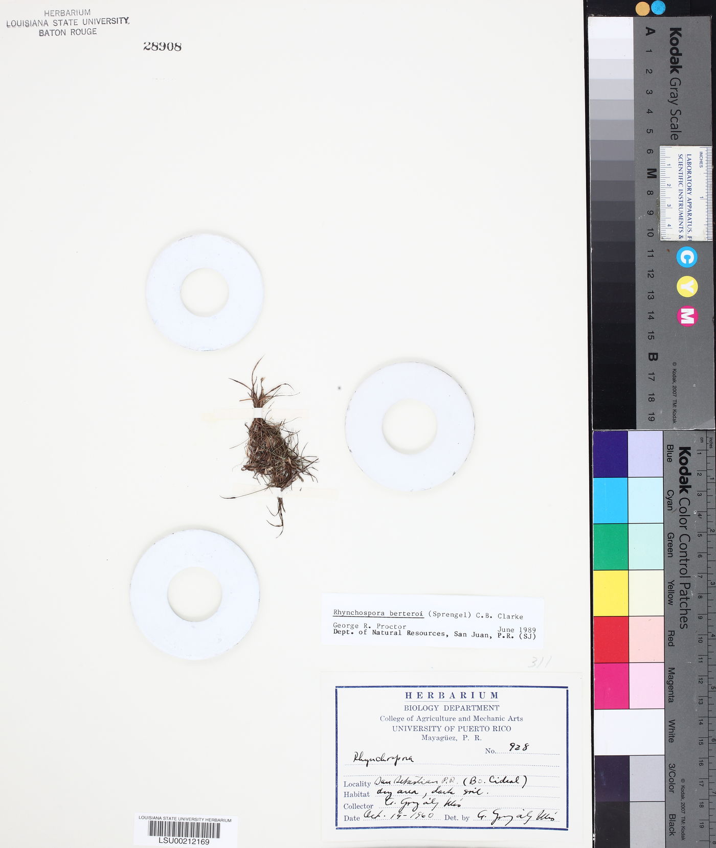 Rhynchospora berteroi image