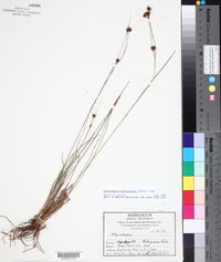 Rhynchospora fascicularis image