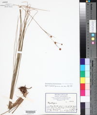 Rhynchospora holoschoenoides image