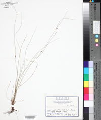 Rhynchospora lindeniana image