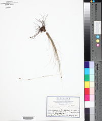 Rhynchospora lindeniana image