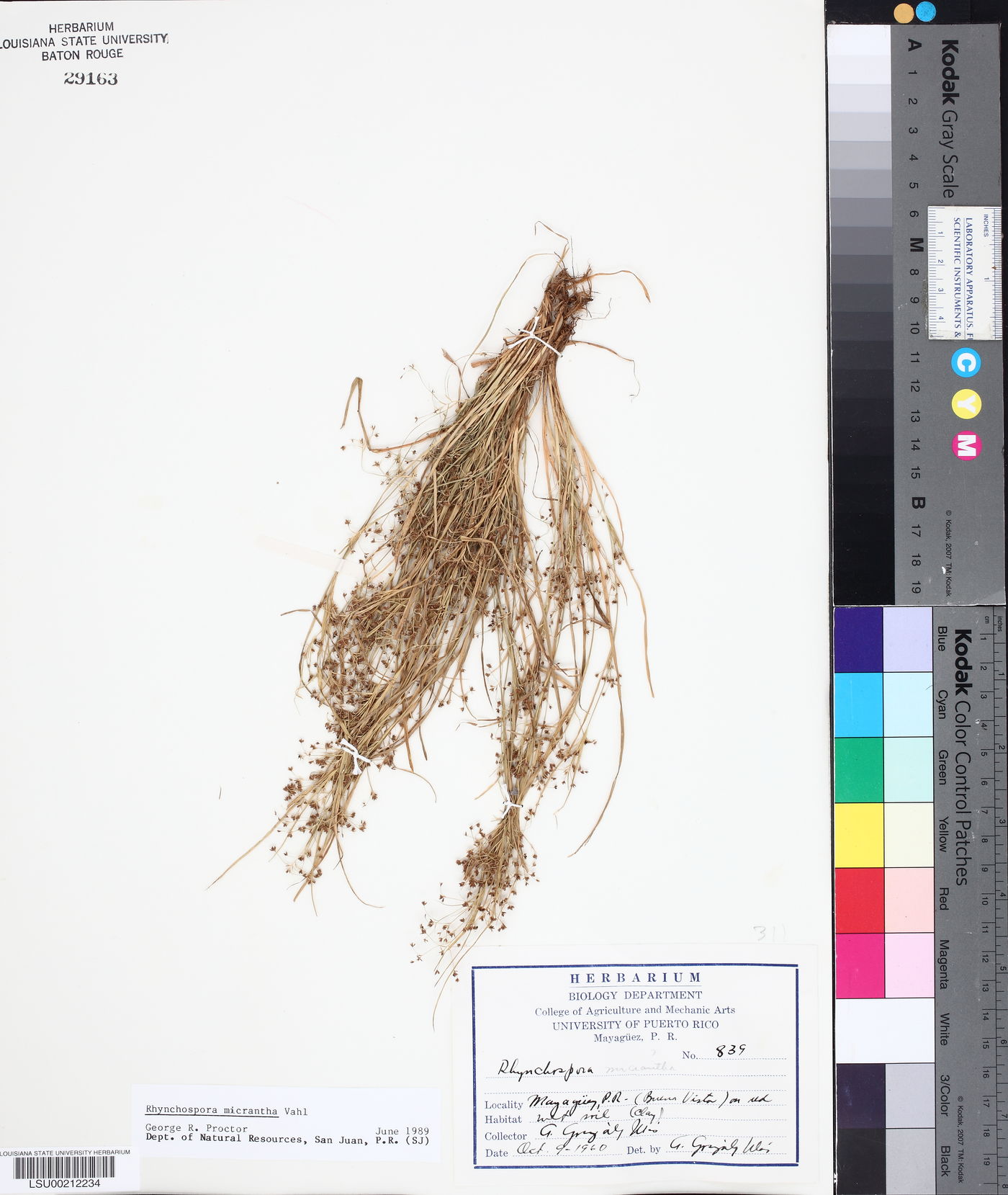 Rhynchospora micrantha image