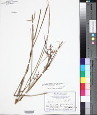 Scleria canescens image