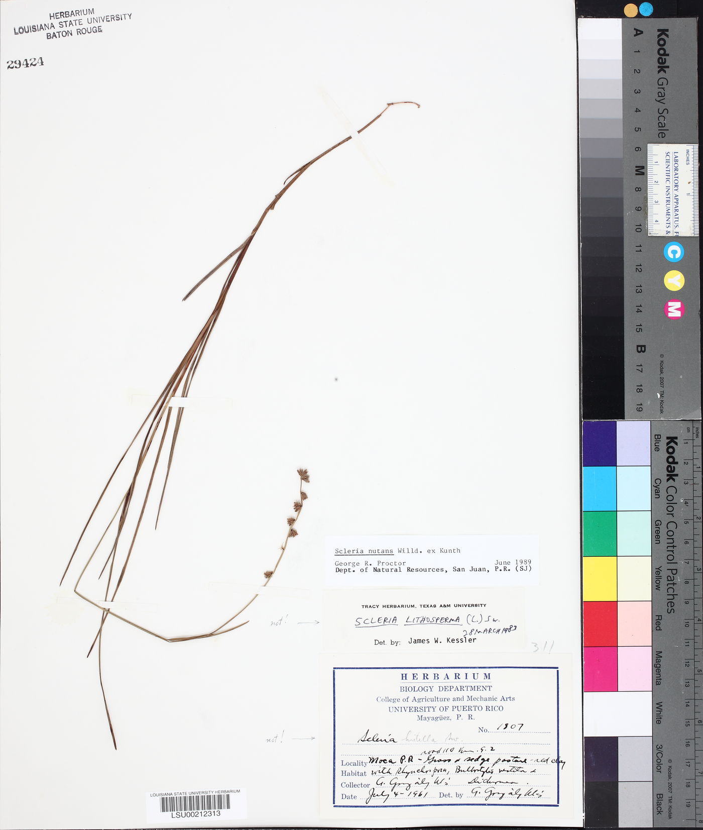 Scleria hirtella image