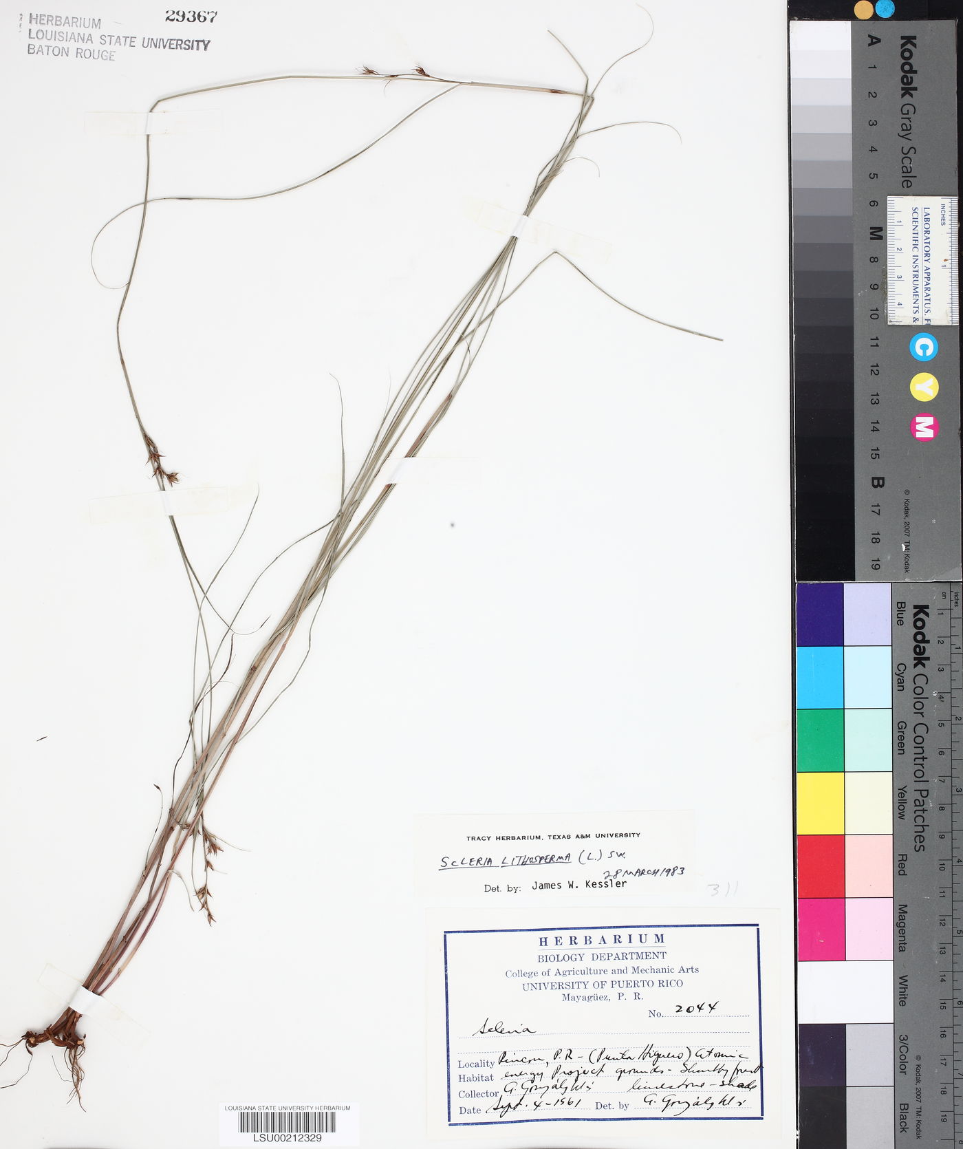 Scleria lithosperma image