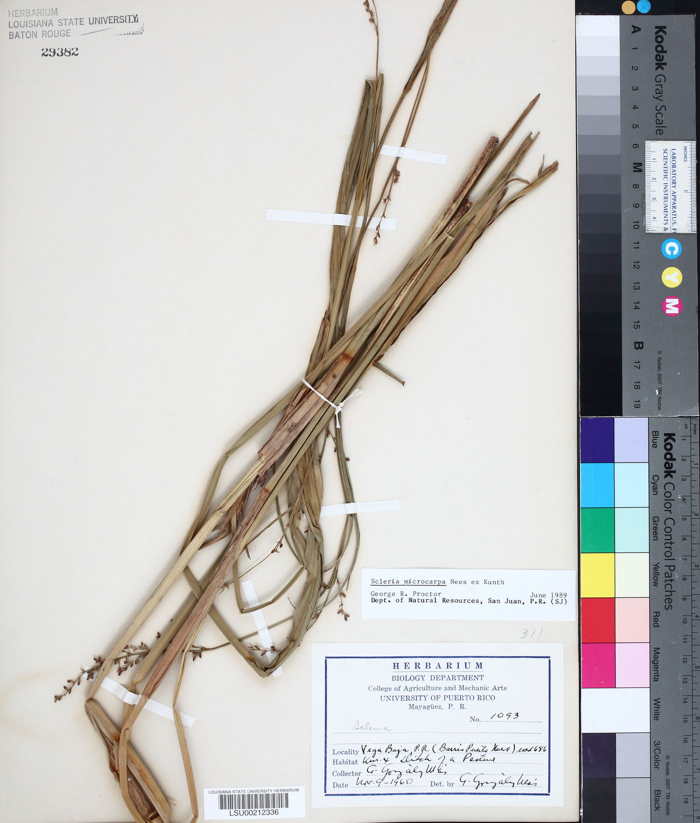 Scleria microcarpa image