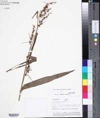 Scleria macrophylla image
