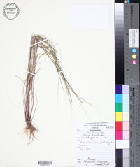 Image of Rhytachne triaristata