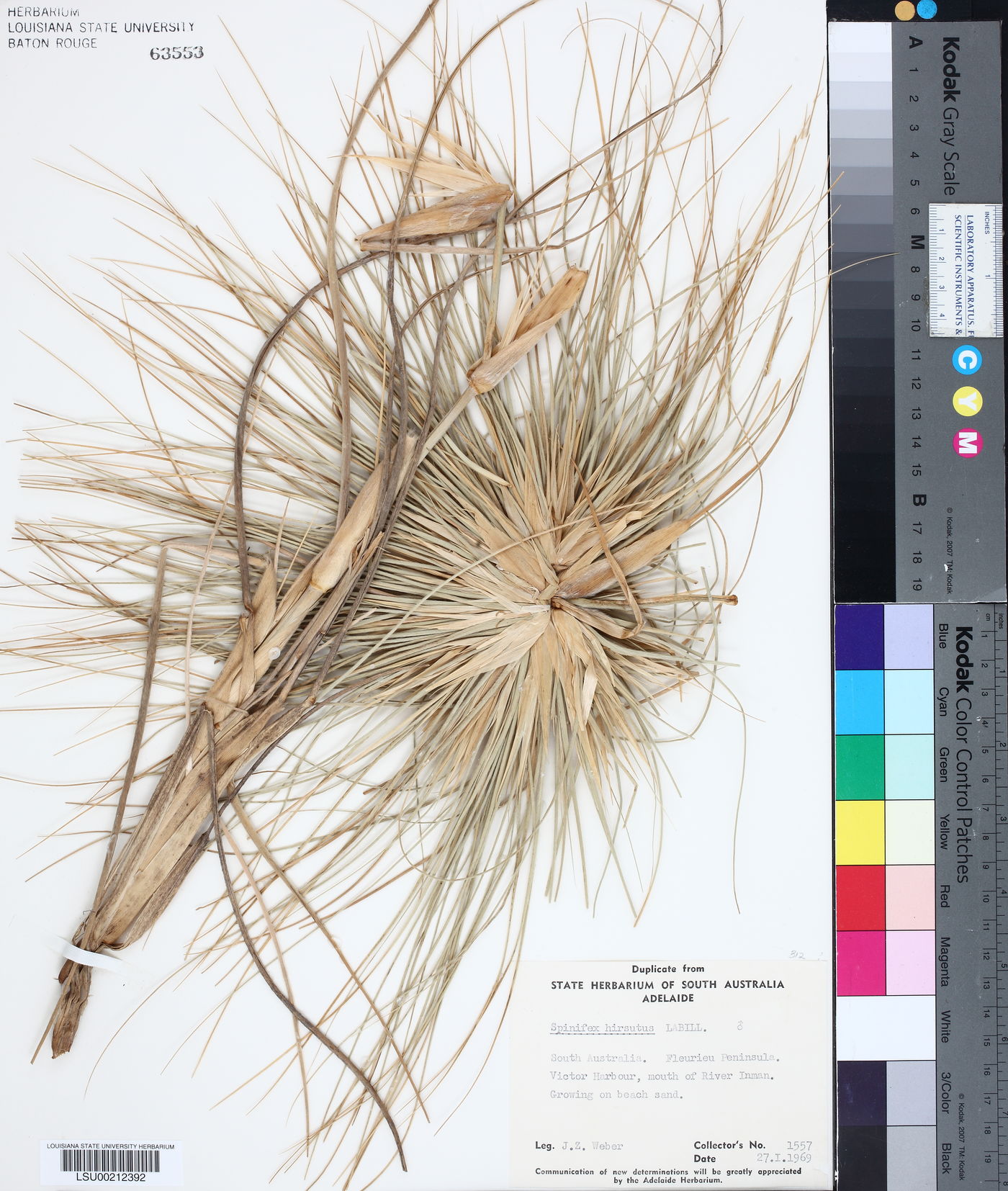 Spinifex hirsutus image